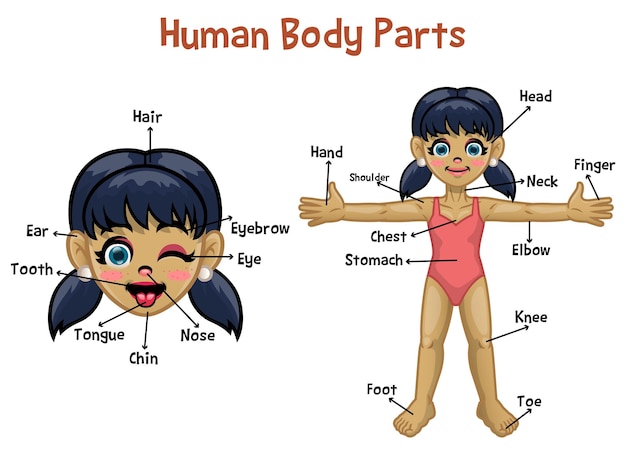 Cartoon model meisje met lichaamsdelen naam