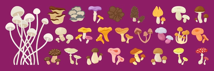 Vector cartoon mushrooms flat illustration isolated on white background forest autumn and spring organic nature