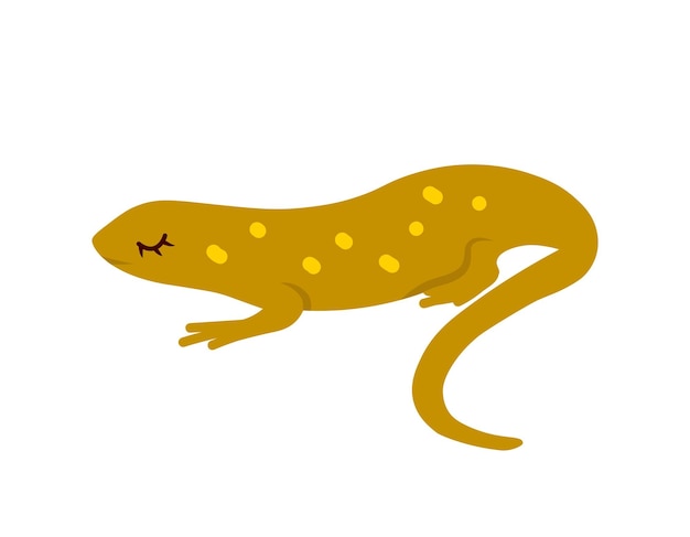 Vector cartoon newt dier geïsoleerd op wit leuke personage vector dierentuin wildlife poster