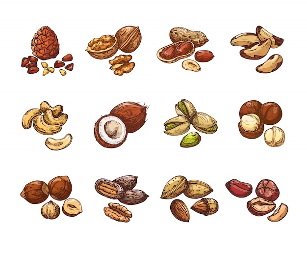 Vector cartoon nuts and seeds. hazelnut and coconut