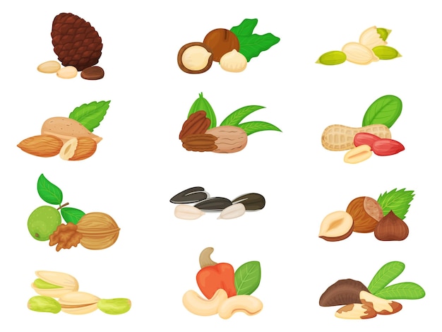 Мультяшные орехи и семена грецкого ореха, миндаля, подсолнечника и тыквенных семечек, сосны и бразильского ореха, фисташки, кешью, арахиса, фундука, векторный набор