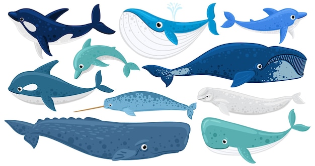 Cartoon onderwater zoogdieren, dolfijn, beluga walvis, orka walvis. Zeedieren, bultrug, narwal, orka vector illustratie set. Onderwater fauna walvissen. Mariene beluga en aquatische dieren