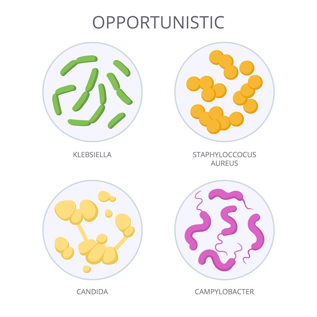 Vector cartoon opportunistic bacteria biological microorganism opportunistic microbes and bacteria nonpathogenic flora microorganism flat vector illustration microbiota in petri dish