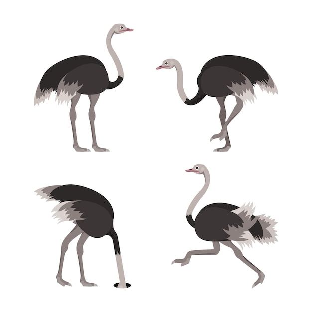 Cartoon Ostrich Bird Set Vector