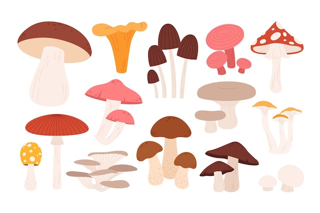 Cartoon paddenstoelen herfstpaddenstoelen wilde oogst Bos geïsoleerde biologische rauwe amanita en shiitake Voedsel en decoratieve racy vector clipart