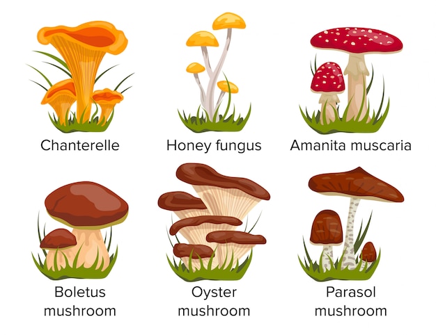 Cartoon paddestoelen instellen. hanenkam, honingzwam, musculus amanita, boleet, oester, parasolpaddestoel.