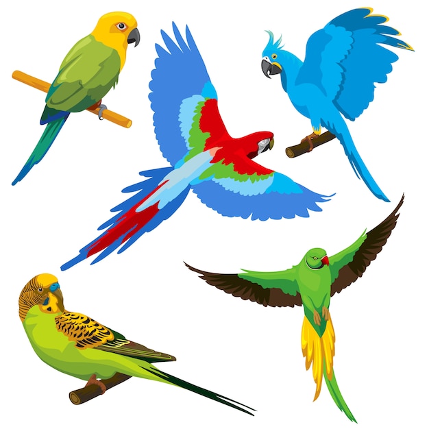 Vector cartoon parrots