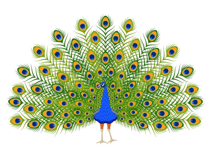 Premium Vector | Cartoon peacock beautiful bird with ornamental ...