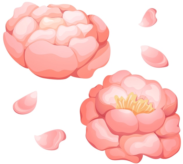 Cartoon peony set whitepink peony in bud and blooming with delicate petals