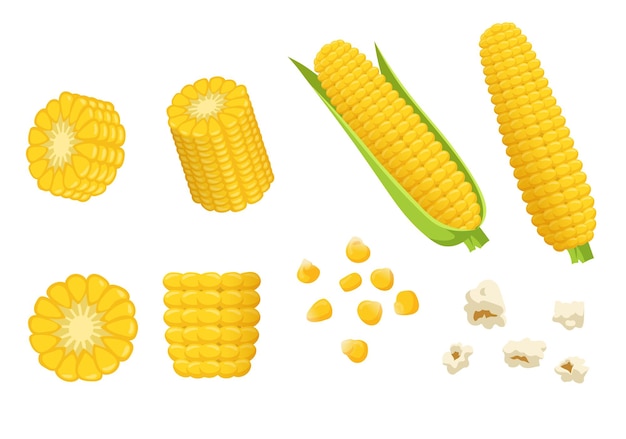 Cartoon pieces of corn illustrations set