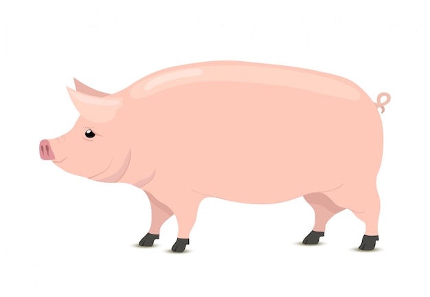 Cartoon pig, animal for butchery, meat shop