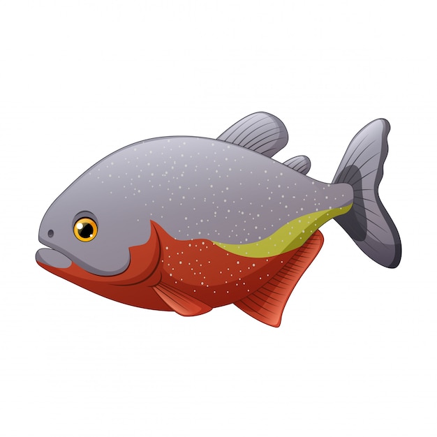 Vector cartoon piranha fish isolated on white