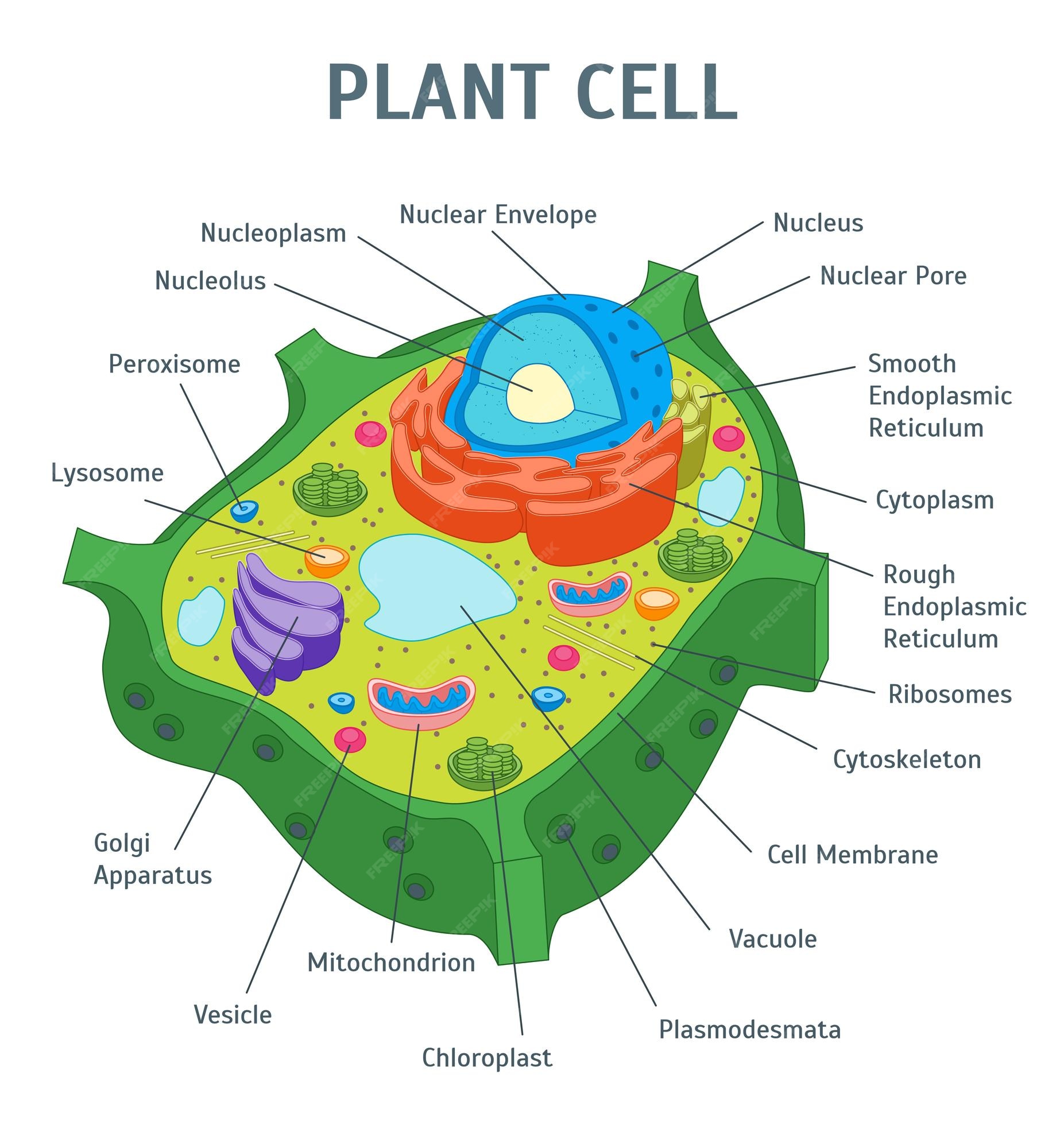 Cell Diagram Images - Free Download on Freepik