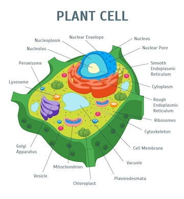 Premium Vector | Cartoon plant cell anatomy banner card poster vector