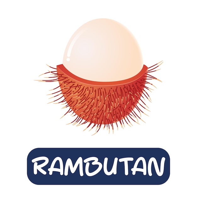 흰색 배경에 고립 된 만화 rambutan 과일 벡터