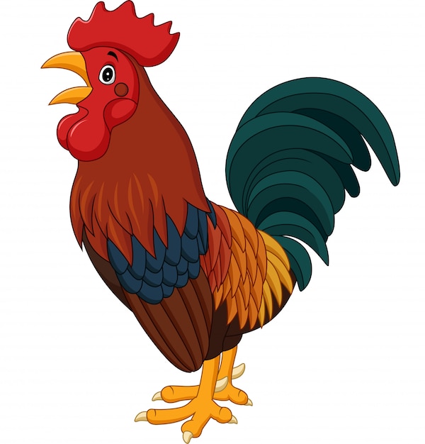 Cartoon rooster crowing isolated on white background