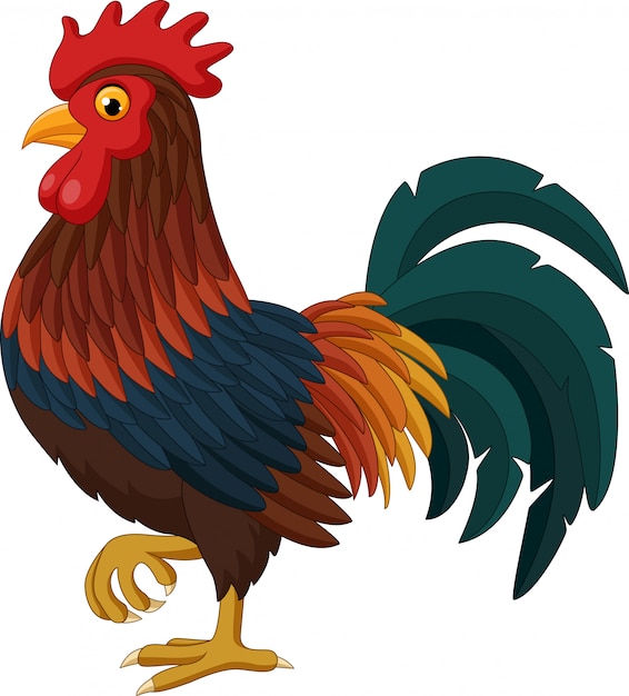 Vector cartoon rooster isolated on white background