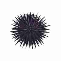 Vector cartoon seafood sea urchin and sea food cuisine