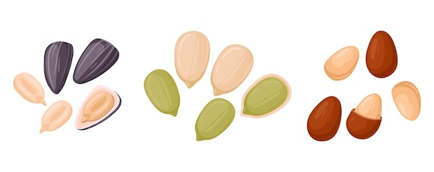 Cartoon seeds Organic raw sunflower seeds pumpkin seeds and pine nuts tasty snacks for vegetarian diet flat vector illustration set Delicious seeds on white