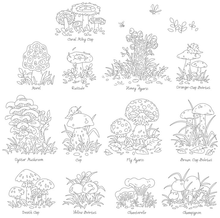 Cartoon set of forest mushrooms edible and inedible including the most widespread with names
