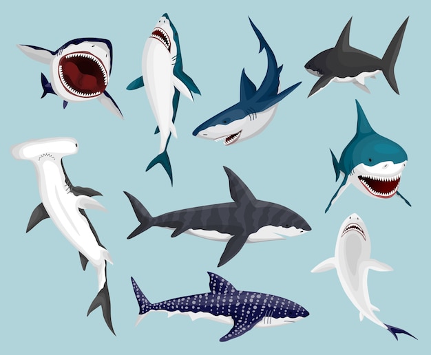 Cartoon sharks. scary jaws and swimming angry ocean sharks. big dangerous marine predators. illustration of marine wildlife. wild fish set