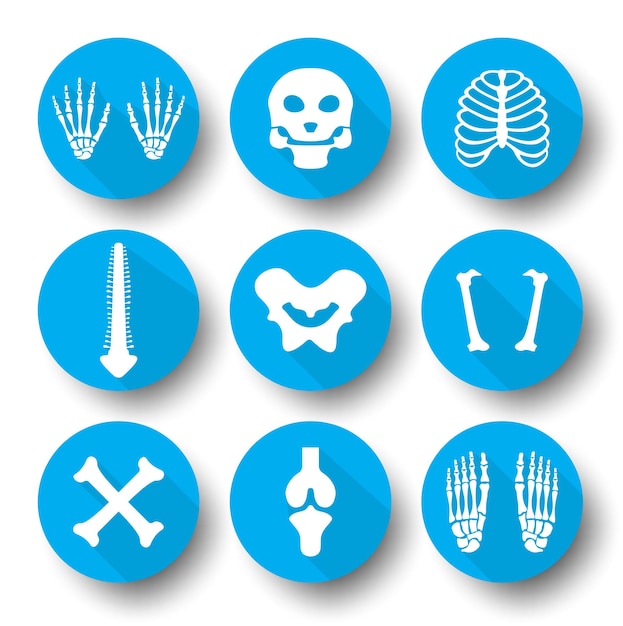 Cartoon skeleton body parts vector icons. set of human bone illustration and bone x-ray.