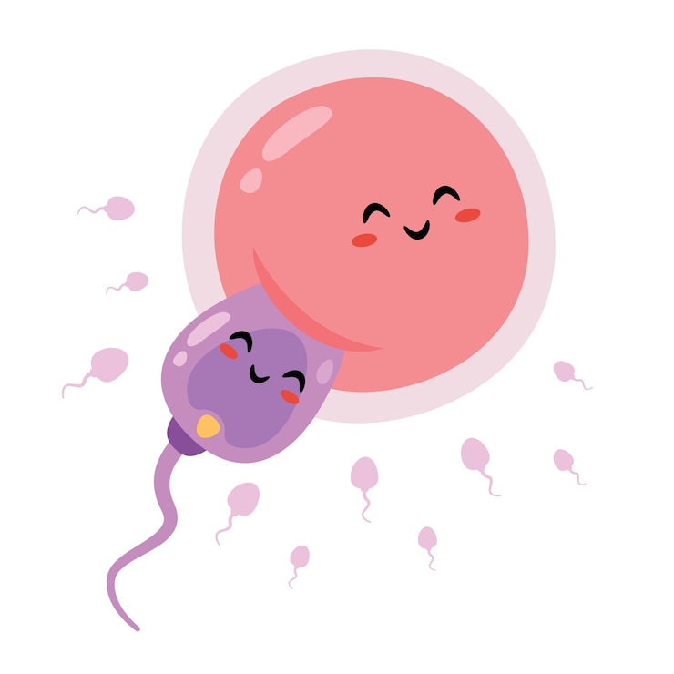Vector cartoon sperm and ovum characters