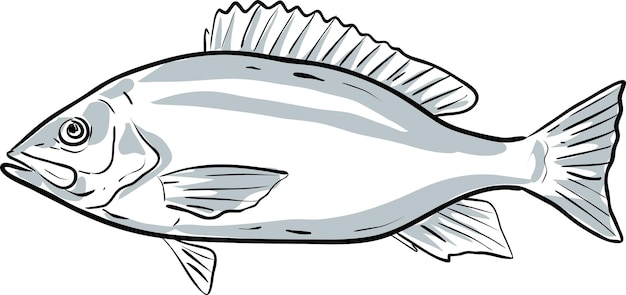 Vettore disegno in stile cartone animato illustrazione di un dentice rosso o lutjanus campechanus pesce del golfo del messico su sfondo bianco isolatoxa