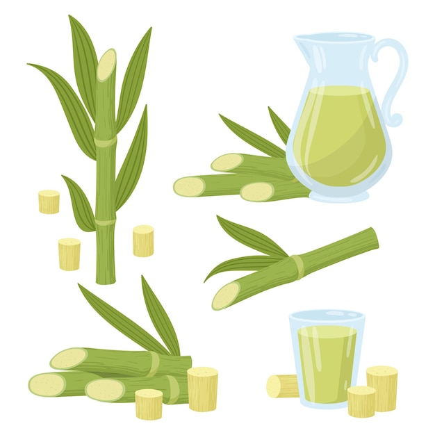 Cartoon pianta di canna da zucchero coltello e steli di prodotti di canna da zucchero liquidi naturali con foglie piatte illustrazione vettoriale su sfondo bianco