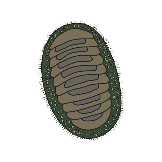 만화 벡터 일러스트 레이 션 chiton 아이콘 흰색 배경에 고립