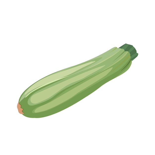 Cartoon vector illustration isolated object fresh food vegetable zucchini