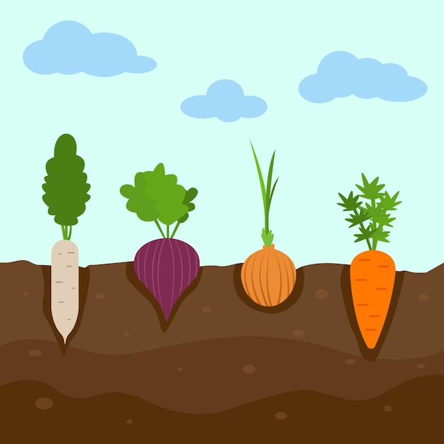 Vector cartoon vegetables in the ground and clouds on the background