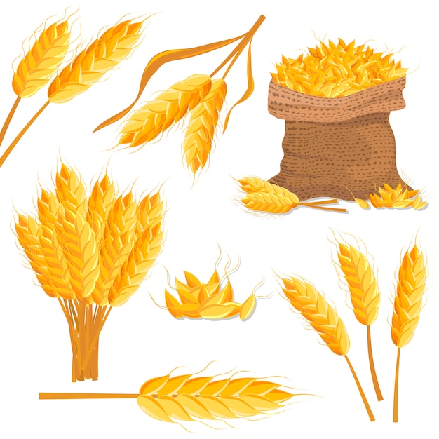 Cartoon wheat  isolated set