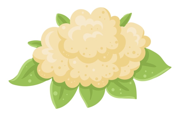 Cartoon white cauliflower Fresh organic cabbage farm garden vegetable for healthy food flat vector illustration on white background