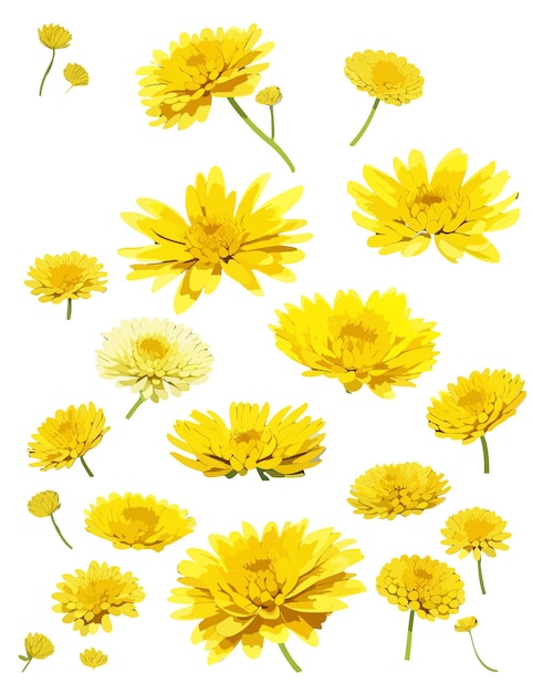 мультфильм желтый цветок хризантемы клип арт векторные иллюстрации