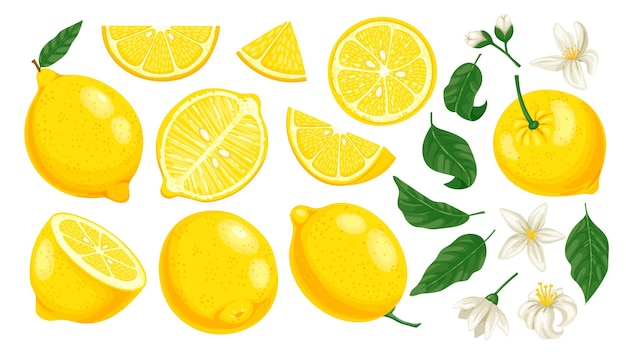 Cartoon yellow lemon Fresh citrus slices and leaves and blossom Lemonade fruit cartoon isolated vector illustration set