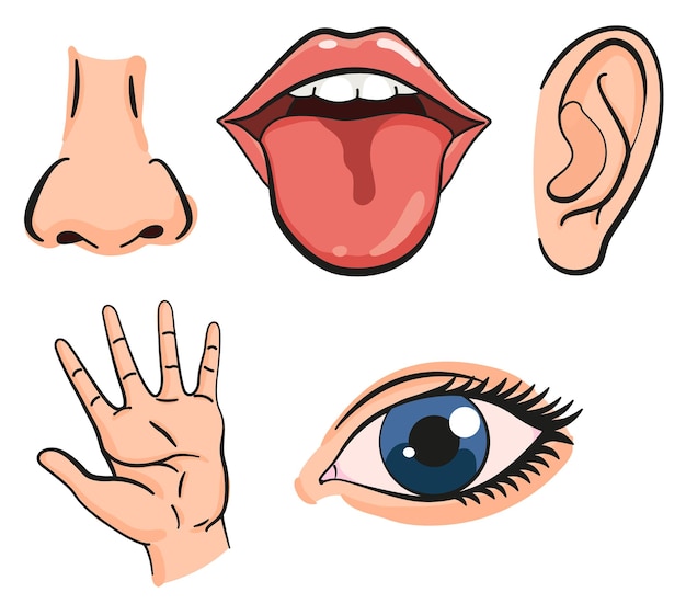 Cartoon zintuiglijke organen iconen neus oor hand tong en oog vijf menselijke zintuigen onderwijs concept vector