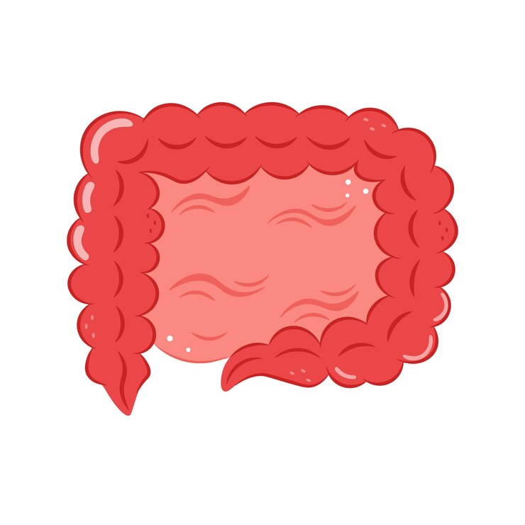 Vector cartoonstyle human intestine isolated on white background