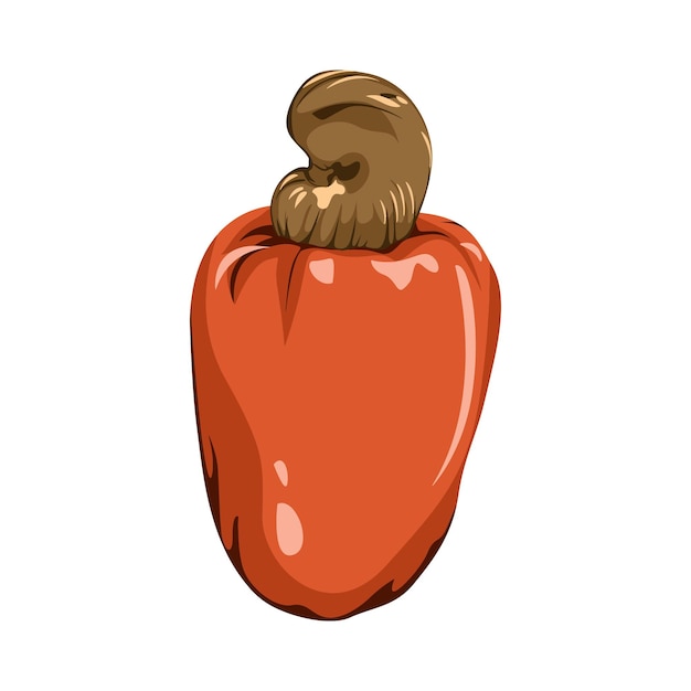 Vector cashew fruit vector design