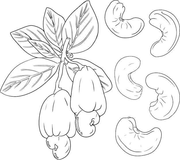 Cashew. Vector hand drawn nuts. Coloring pages with different sort of nuns.