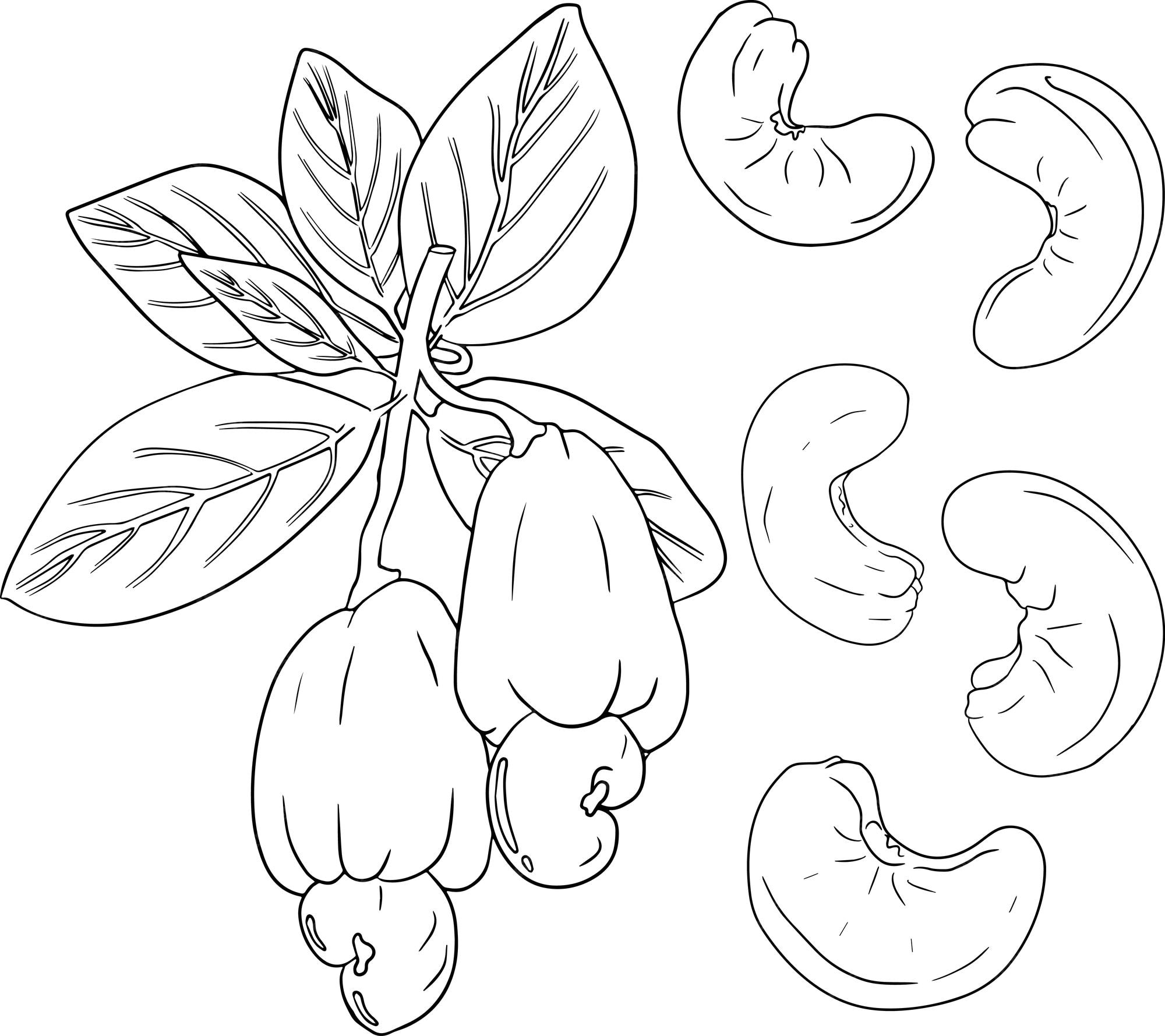 Premium Vector Cashew. vector hand drawn nuts. coloring pages with