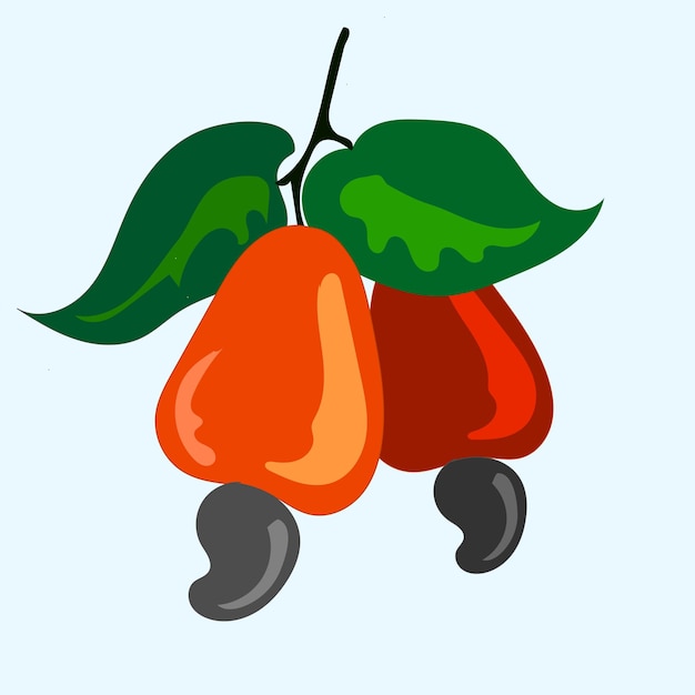 cashewnoot fruit op grijze achtergrond vector cashewnoten fruit met bladeren illustratie