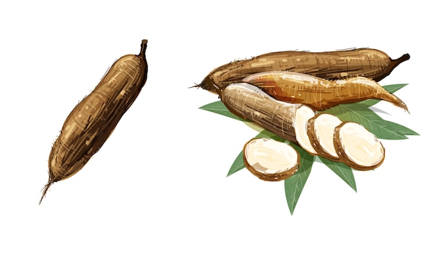 Vector cassava