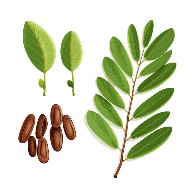 Cassia leaf and nutmag vector clipart white background