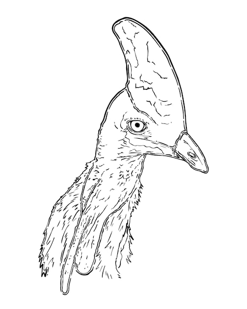 Cassowary doodle bird portrait linear