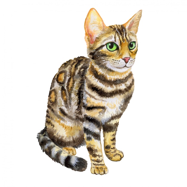 Cat Bengal breed in watercolor