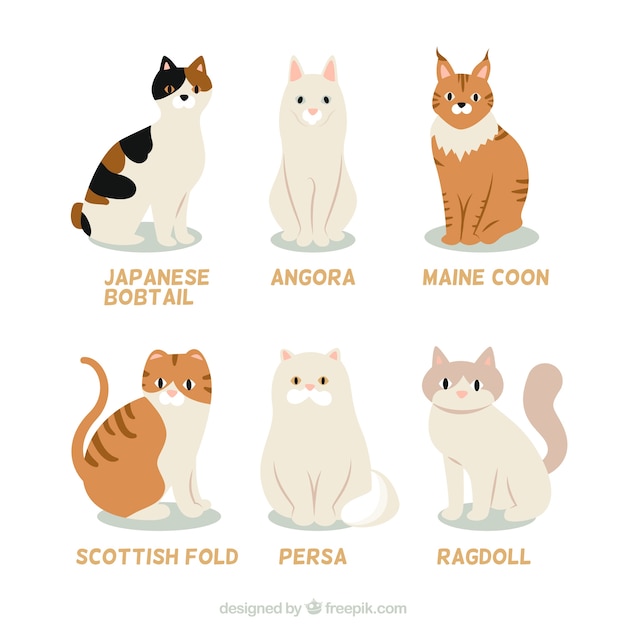 Vector cat breed collection