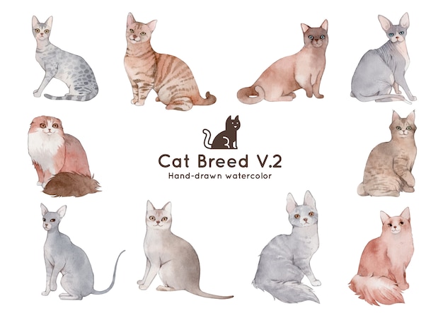 Cat breed watercolor illustration