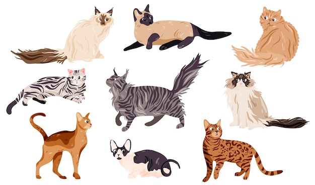 Vector cat breeds collection