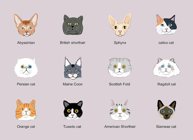 Cat face head set cat breeds portraits collection isolated